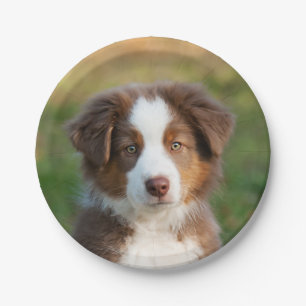 Australian Shepherd puppy portrait, party Paper Plates