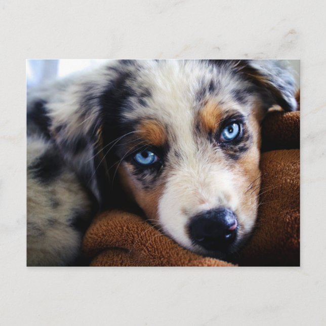 Australian Shepherd Puppy Postcard (Front)