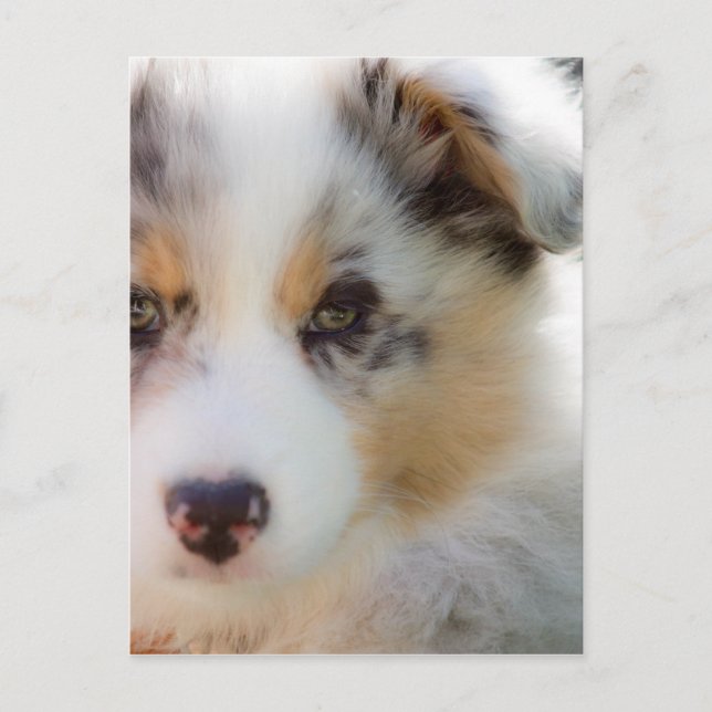 Australian shepherd puppy postcard (Front)