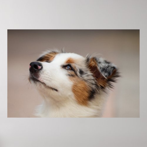 Australian Shepherd Puppy Poster