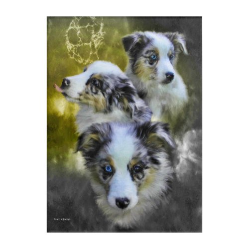 Australian Shepherd Puppy Triad Acrylic Print