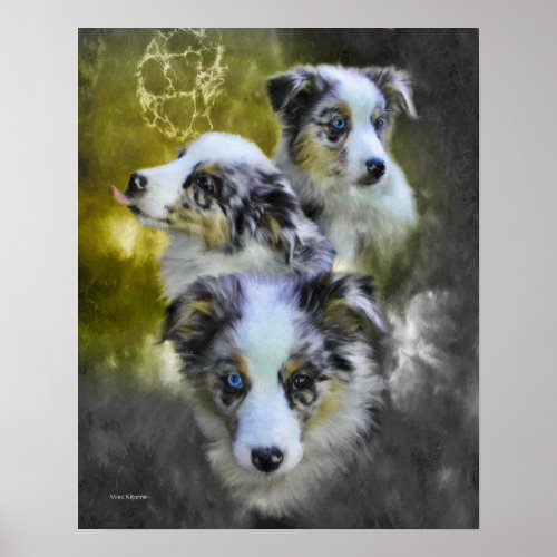 Australian Shepherd Puppy Triad Poster