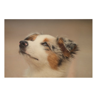 Australian Shepherd Puppy Wood Wall Art