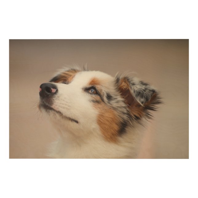 Australian Shepherd Puppy Wood Wall Art (Front)
