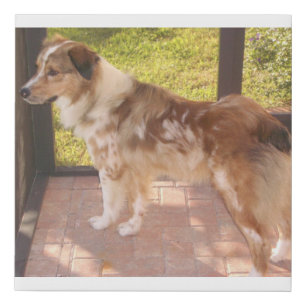 Australian_shepherd red merle full faux canvas print