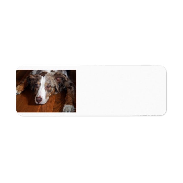 australian shepherd red merle laying flat label (Front)