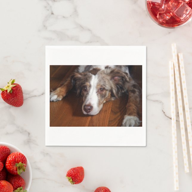 australian shepherd red merle laying flat napkins (Insitu)