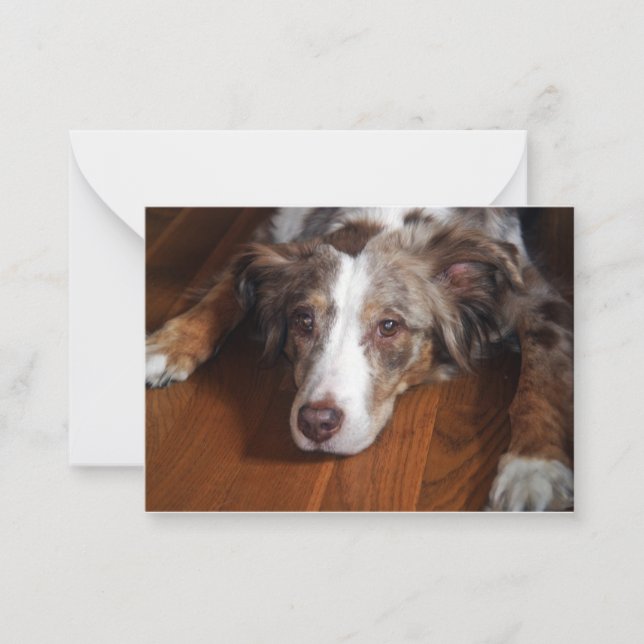 australian shepherd red merle laying flat note card (Front)