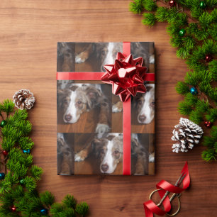 australian shepherd red merle laying flat wrapping paper