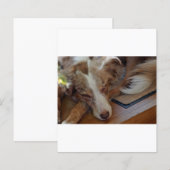 australian shepherd red merle sleeping (Front/Back)
