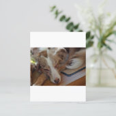 australian shepherd red merle sleeping (Standing Front)
