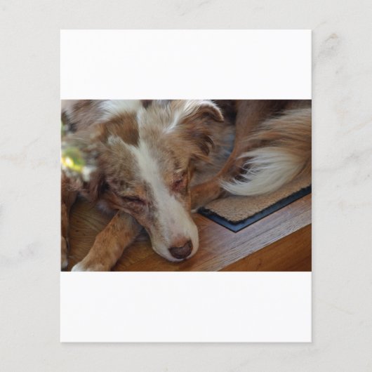 australian shepherd red merle sleeping (Front)