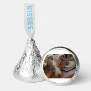 australian shepherd red merle sleeping hershey®'s kisses®