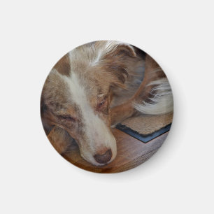 australian shepherd red merle sleeping magnet