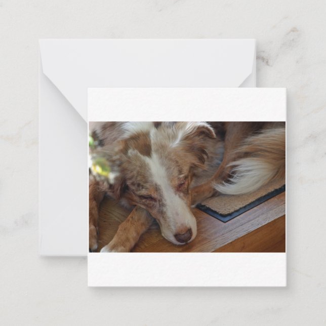australian shepherd red merle sleeping note card (Front)