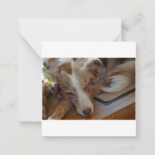 australian shepherd red merle sleeping note card
