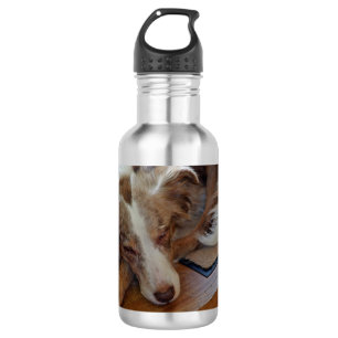 australian shepherd red merle sleeping stainless steel water bottle