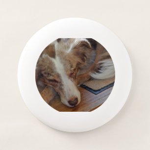 australian shepherd red merle sleeping Wham-O frisbee