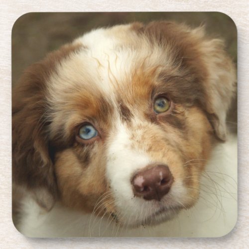 Australian Shepherd Red Puppy Beverage Coaster