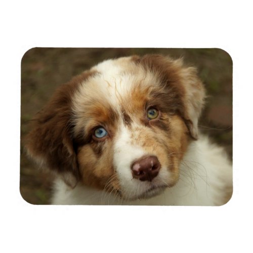 Australian Shepherd Red Puppy Magnet