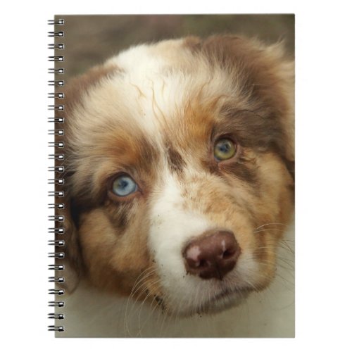 Australian Shepherd Red Puppy Notebook
