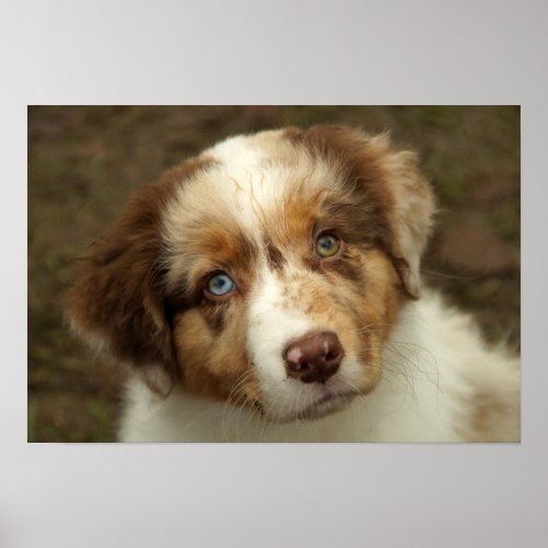 Australian Shepherd Red Puppy Poster