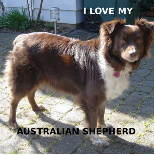 australian shepherd red tri love w pic cutout