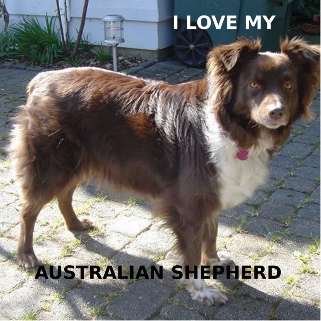 australian shepherd red tri love w pic cutout (Front)