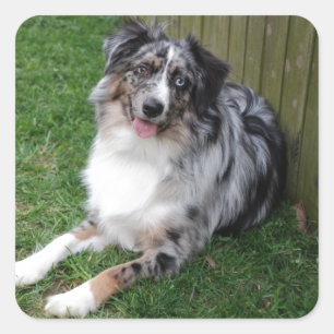 Australian Shepherd Square Sticker