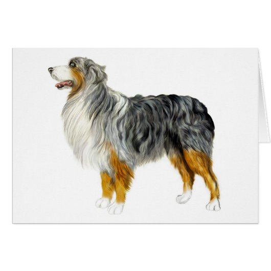 Australian Shepherd Standing (Front Horizontal)