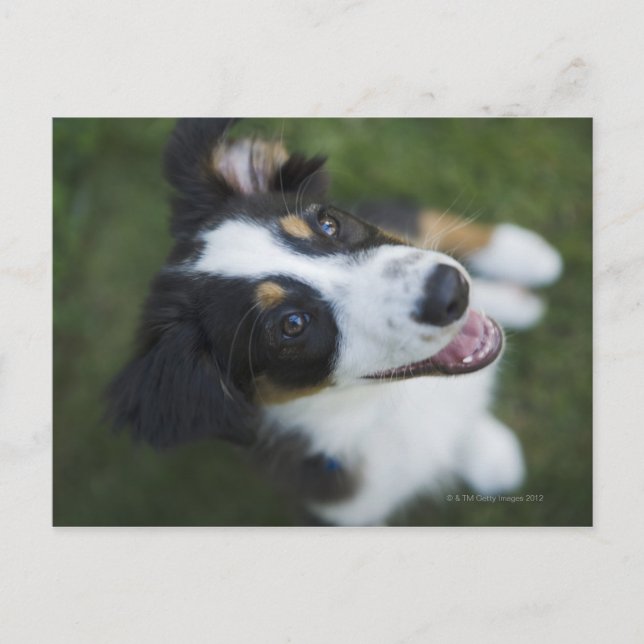 Australian Shepherd standing on hind legs Postcard (Front)