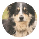 Australian Shepherd Sticker