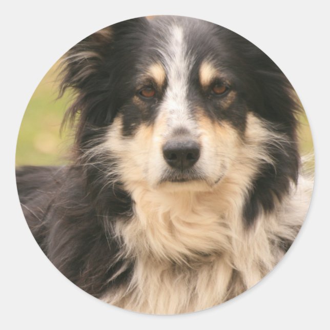 Australian Shepherd Sticker (Front)