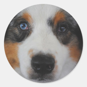 Australian Shepherd Stickers