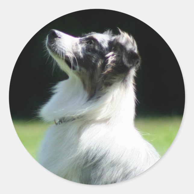 Australian Shepherd stickers (Front)