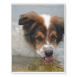 Australian Shepherd Temporary Tattoos