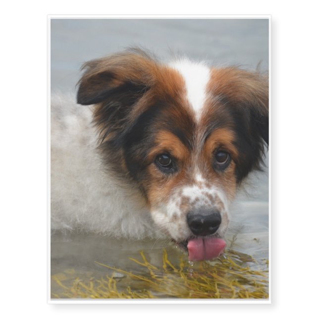 Australian Shepherd Temporary Tattoos (Front)