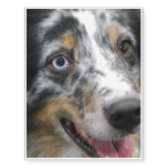Australian Shepherd Temporary Tattoos