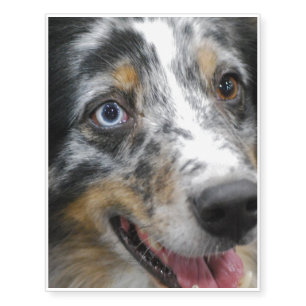 Australian Shepherd Temporary Tattoos