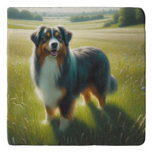 Australian Shepherd