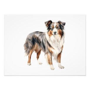 Australian Shepherd watercolor clipart Australian Photo Print