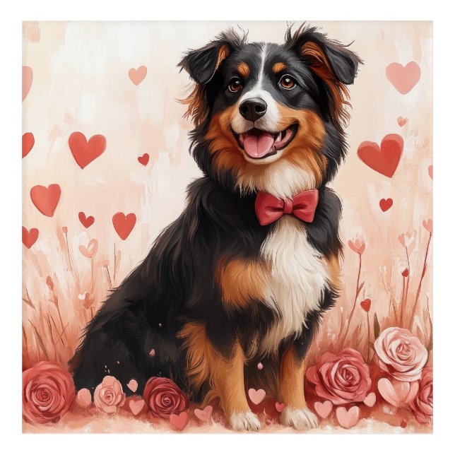 Australian Shepherd with Roses - Valentine's Day  Acrylic Print (Front)