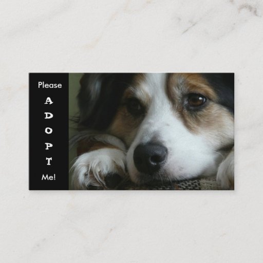 Customizable Australian Shepherd Working Dog Shelter Card Business Card Template