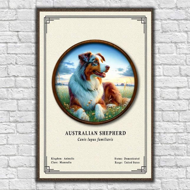 Australian Shepherd Zoology Series Poster (Creator Uploaded)