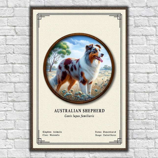 Australian Shepherd Zoology Series Poster (Creator Uploaded)