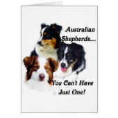 Australian shepherds (Front)