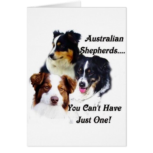 Australian shepherds cards (Front)