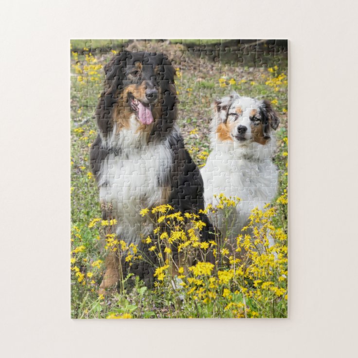 Australian Shepherds Jigsaw Puzzle Zazzle