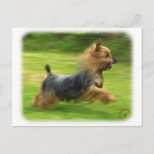 Australian Silky Terrier design Postcard