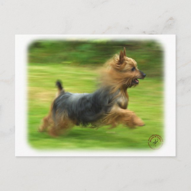 Australian Silky Terrier design Postcard (Front)